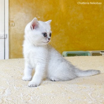 Yakuru Mâle British Shorthair