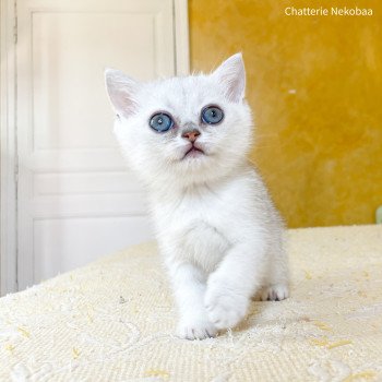 chaton British Shorthair black silver shaded Yakuru Chatterie Nekobaa