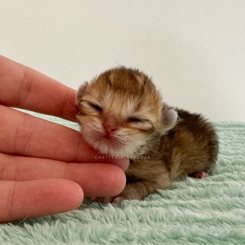 chaton British Longhair black golden shaded Yasu Chatterie Nekobaa