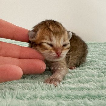 chaton British Longhair black golden shaded Yasu Chatterie Nekobaa