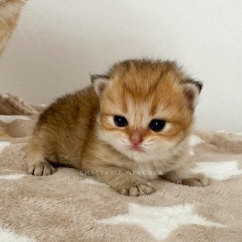 chaton British Longhair black golden shaded Yasu Chatterie Nekobaa