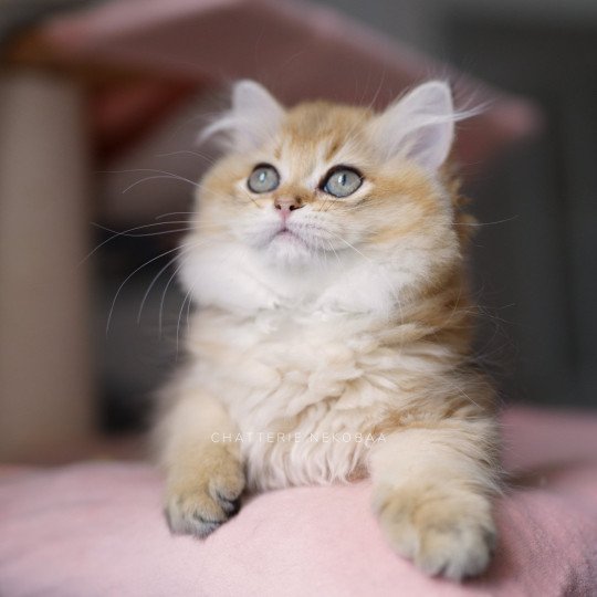 Yasu Femelle British Longhair