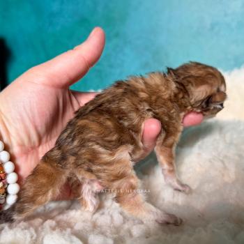 chaton British Longhair black golden blotched tabby Yoko Chatterie Nekobaa