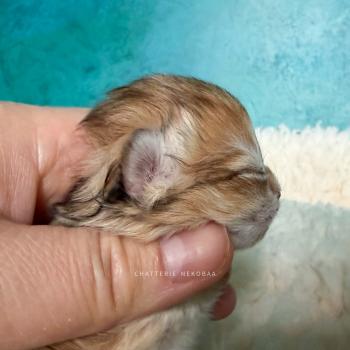 chaton British Longhair black golden blotched tabby Yoko Chatterie Nekobaa