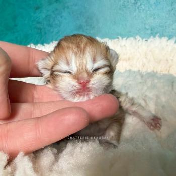 chaton British Longhair black golden blotched tabby Yoko Chatterie Nekobaa