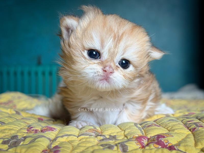 Yoko Femelle British Longhair