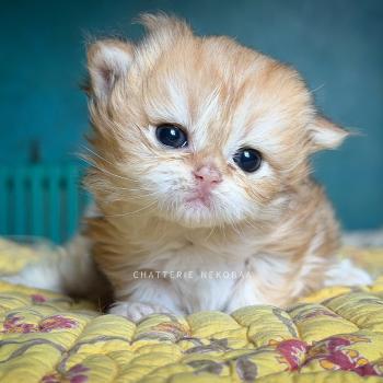 Yoko Femelle British Longhair