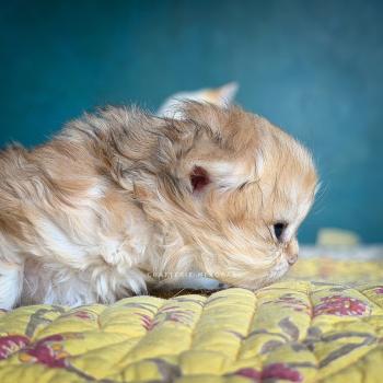 chaton British Longhair black golden blotched tabby Yoko Chatterie Nekobaa