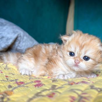 chaton British Longhair black golden blotched tabby Yoko Chatterie Nekobaa