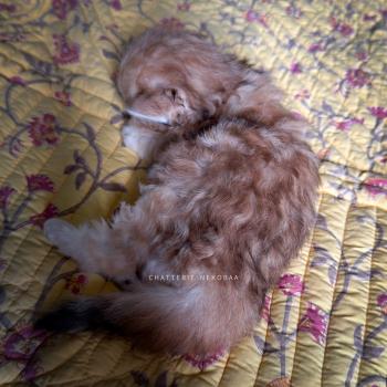chaton British Longhair black golden blotched tabby Yoko Chatterie Nekobaa