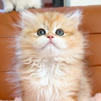 chaton British Longhair black golden blotched tabby Yoko Chatterie Nekobaa