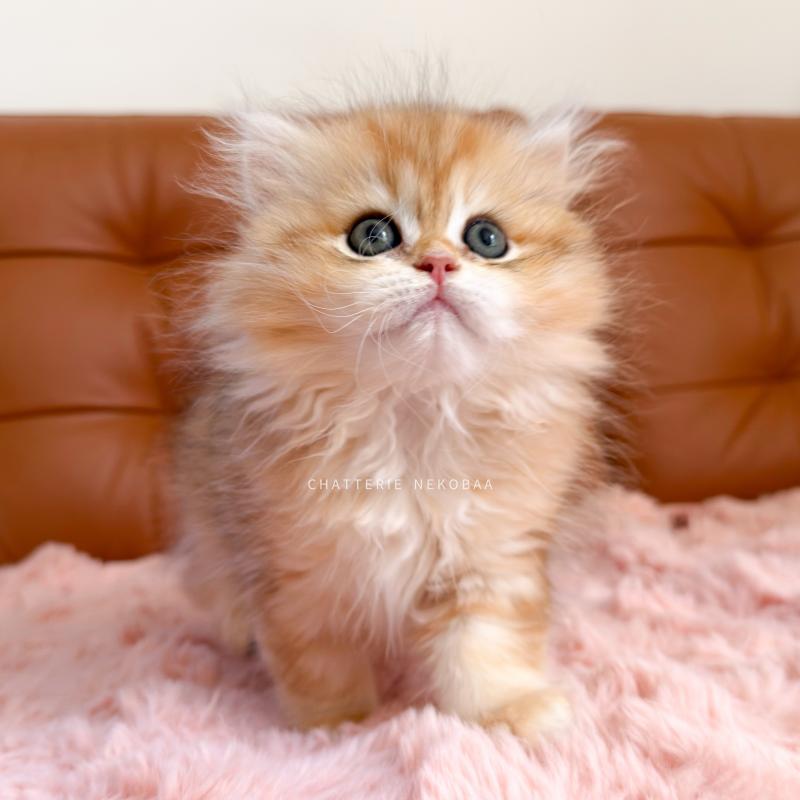 Blotched Yoko Femelle British Longhair