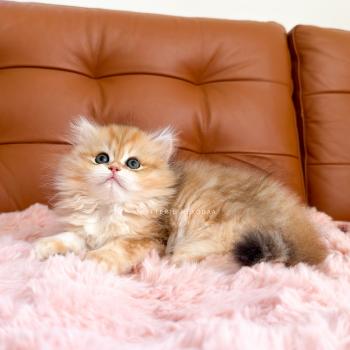 chaton British Longhair black golden blotched tabby Yoko Chatterie Nekobaa