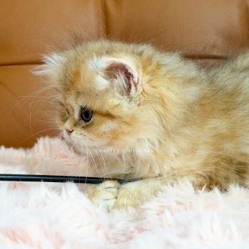 chaton British Longhair black golden blotched tabby Yoko Chatterie Nekobaa