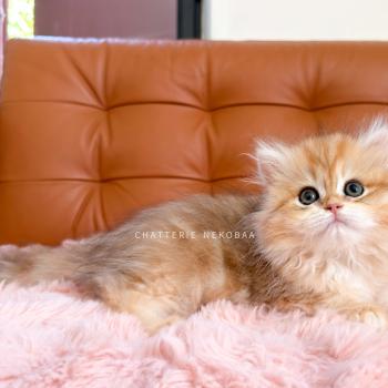 chaton British Longhair black golden blotched tabby Yoko Chatterie Nekobaa