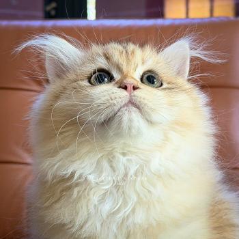 chaton British Longhair black golden blotched tabby Blotched Yoko Chatterie Nekobaa