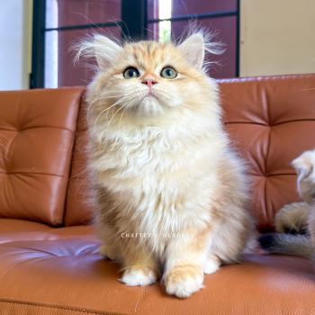Blotched Yoko Femelle British Longhair