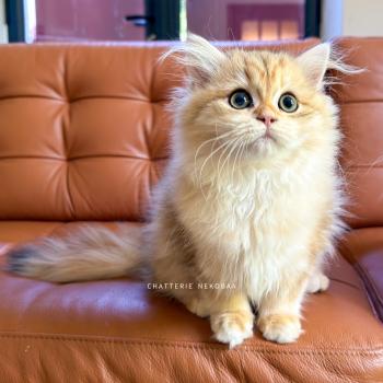 chaton British Longhair black golden blotched tabby Blotched Yoko Chatterie Nekobaa