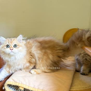 chaton British Longhair black golden blotched tabby Blotched Yoko Chatterie Nekobaa