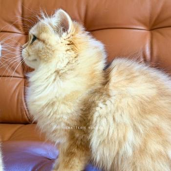 chaton British Longhair black golden blotched tabby Blotched Yoko Chatterie Nekobaa