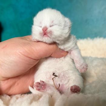 chaton British Longhair seal golden shaded point Yoshiko Chatterie Nekobaa