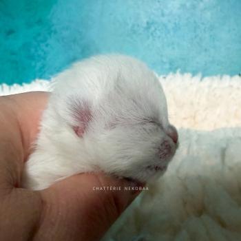 chaton British Longhair seal golden shaded point Yoshiko Chatterie Nekobaa
