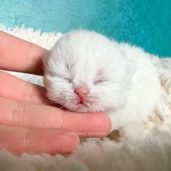 chaton British Longhair seal golden shaded point Yoshiko Chatterie Nekobaa