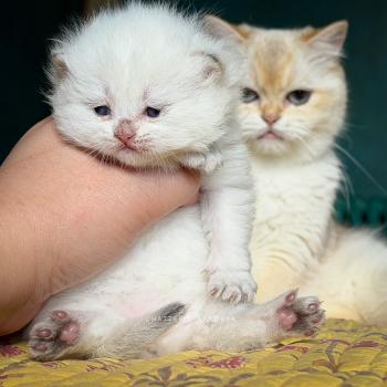 chaton British Longhair seal golden shaded point Yoshiko Chatterie Nekobaa
