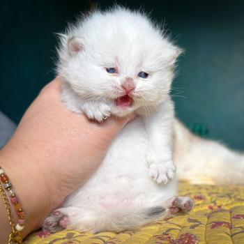 chaton British Longhair seal golden shaded point Yoshiko Chatterie Nekobaa