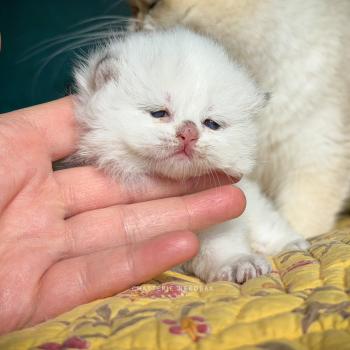 chaton British Longhair seal golden shaded point Yoshiko Chatterie Nekobaa