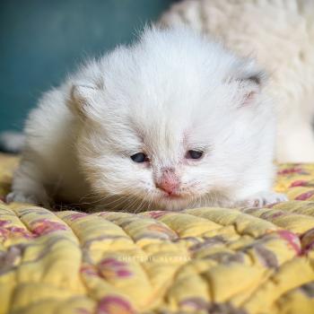 chaton British Longhair seal golden shaded point Yoshiko Chatterie Nekobaa