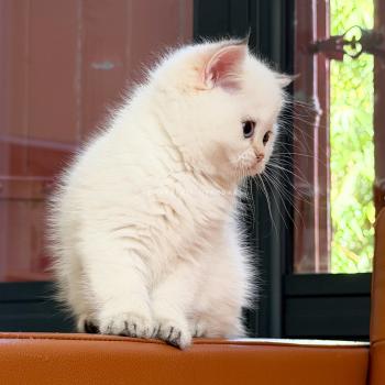 chaton British Shorthair seal golden shaded point Yoshiko Chatterie Nekobaa