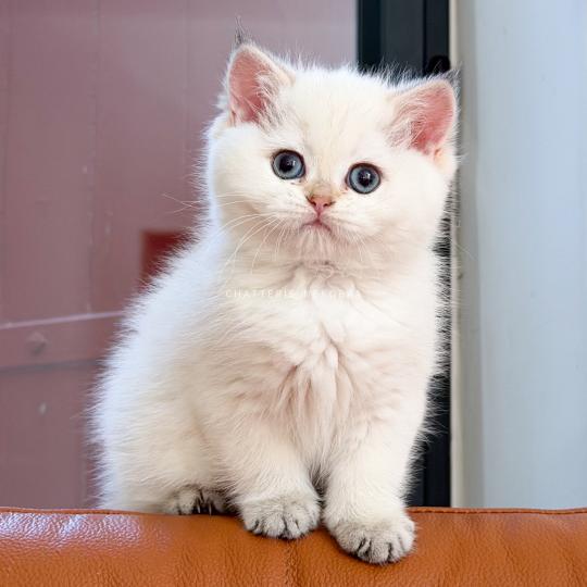 Blanche Yoshiko Femelle British Shorthair