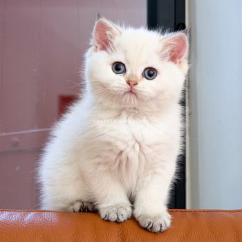 Blanche Yoshiko Femelle British Shorthair