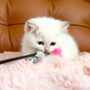 chaton British Shorthair seal golden shaded point Yoshiko Chatterie Nekobaa