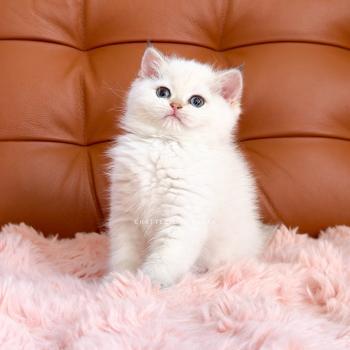chaton British Shorthair seal golden shaded point Yoshiko Chatterie Nekobaa