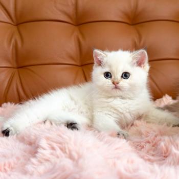 chaton British Shorthair seal golden shaded point Yoshiko Chatterie Nekobaa