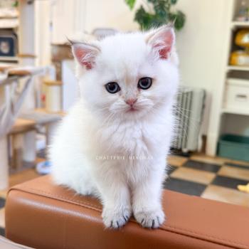 chaton British Shorthair seal golden shaded point Yoshiko Chatterie Nekobaa