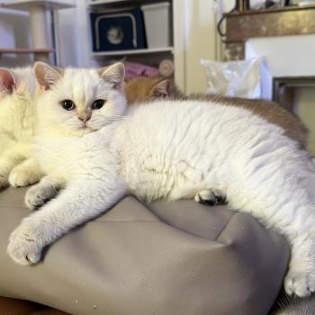 chaton British Shorthair seal golden shaded point Blanche Yoshiko Chatterie Nekobaa