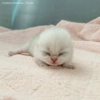 chaton British Longhair tabby Yōsuke Chatterie Nekobaa