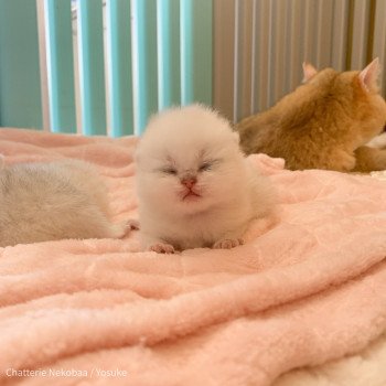 chaton British Shorthair black silver shaded Yosuke Chatterie Nekobaa