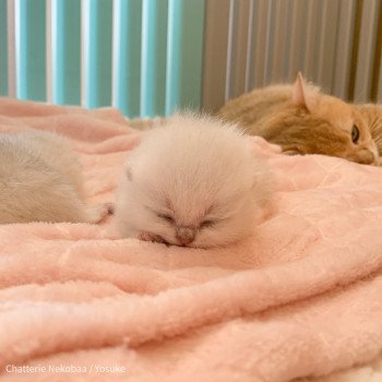 chaton British Shorthair black silver shaded Yosuke Chatterie Nekobaa