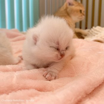 chaton British Shorthair black silver shaded Yosuke Chatterie Nekobaa