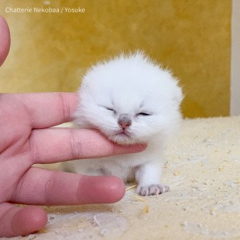 chaton British Shorthair black silver shaded Yosuke Chatterie Nekobaa