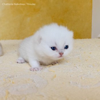 chaton British Shorthair black silver shaded Yosuke Chatterie Nekobaa