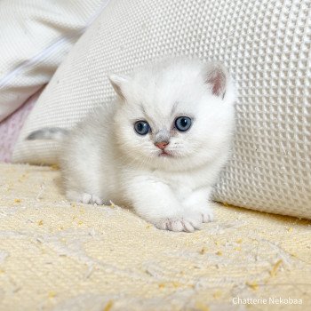 chaton British Shorthair black silver shaded Yosuke Chatterie Nekobaa