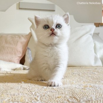 chaton British Shorthair black silver shaded Yosuke Chatterie Nekobaa