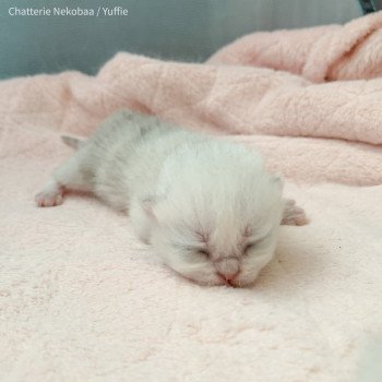 chaton British Longhair silver spotted tabby Yuffie Chatterie Nekobaa