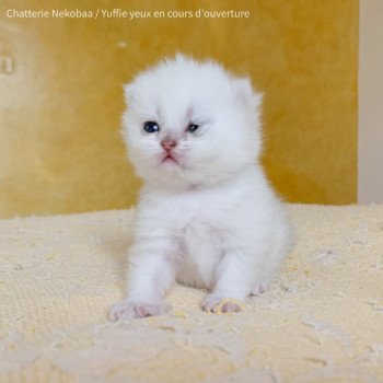 chaton British Shorthair black silver shaded Yuffie Chatterie Nekobaa