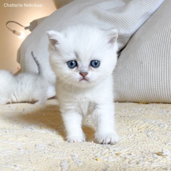 chaton British Shorthair black silver shaded Yuffie Chatterie Nekobaa